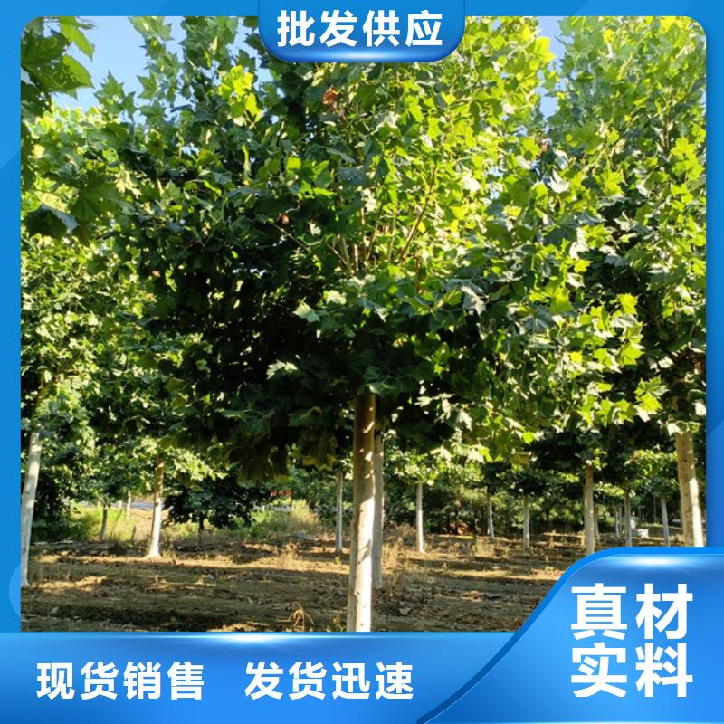 法桐西府海棠一件也發(fā)貨