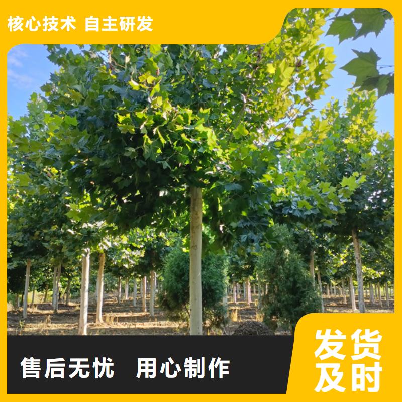  法桐用心制造