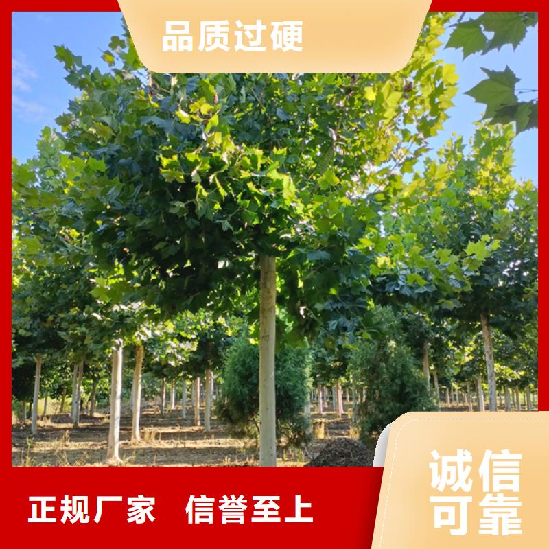  法桐的图文介绍