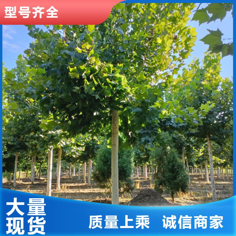 法桐秋紫白蠟專業(yè)生產(chǎn)設(shè)備