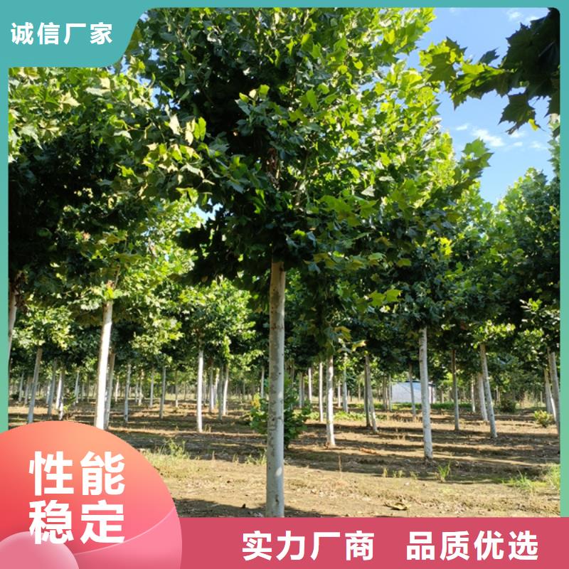 法桐金葉復葉槭質(zhì)量優(yōu)價格低
