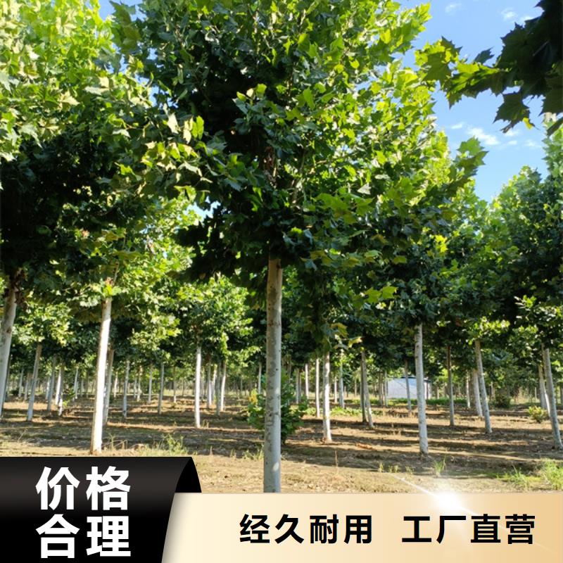 法桐北京栾工厂价格