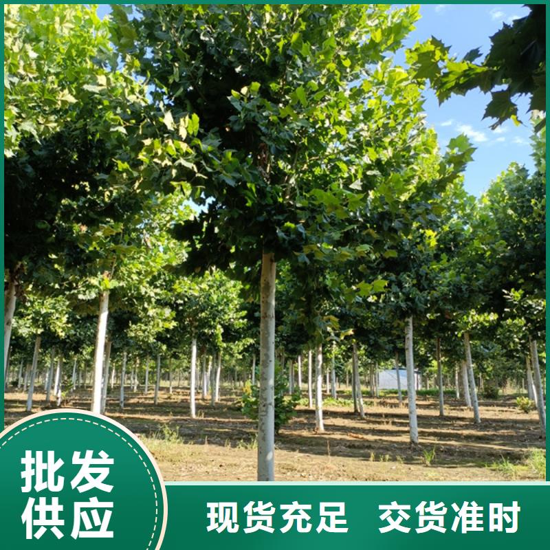 法桐黃金槐甄選好物