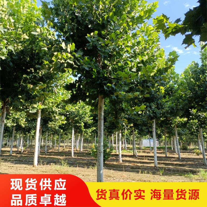 法桐櫻花檢驗發(fā)貨