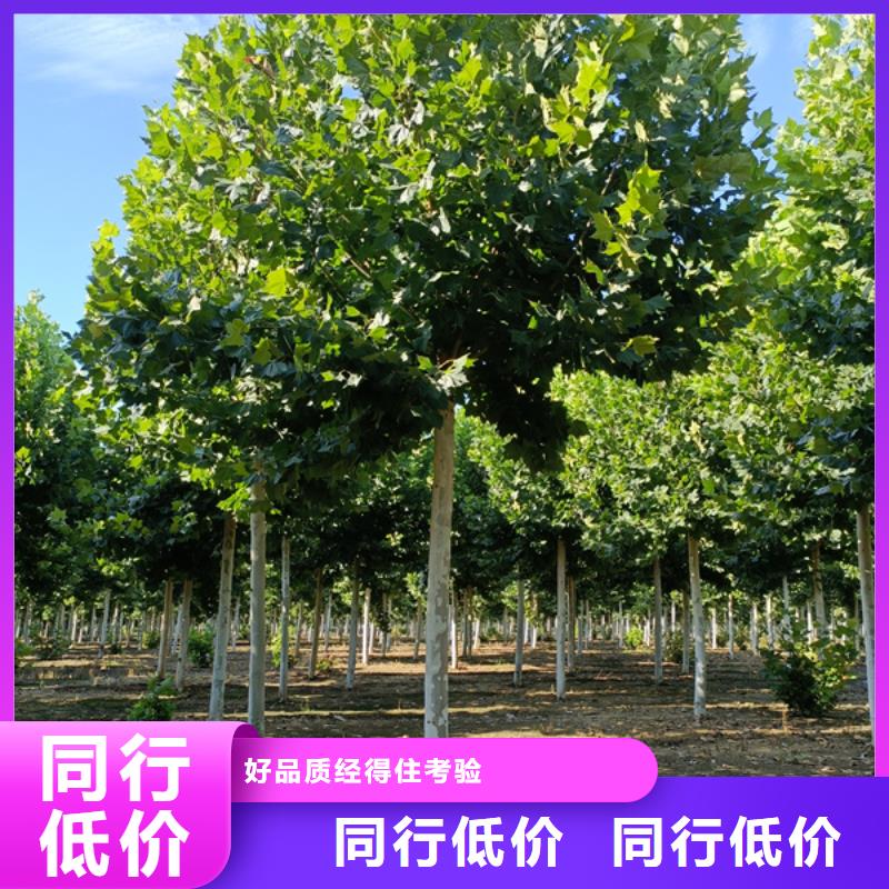 法桐_【國(guó)槐】好貨直供