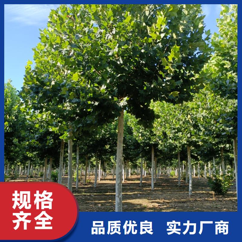 法桐_黄金槐专业生产N年