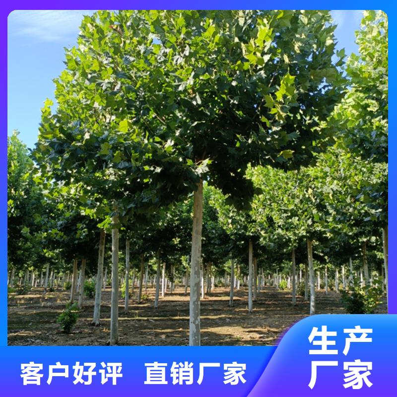 法桐 金叶复叶槭价格实惠