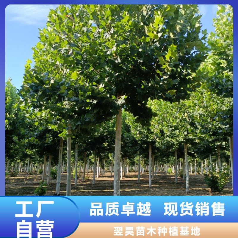 法桐_秋紫白蠟買(mǎi)的放心安興用的舒心