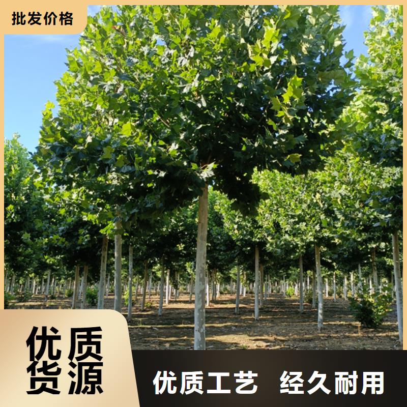 法桐黃金槐產(chǎn)地貨源