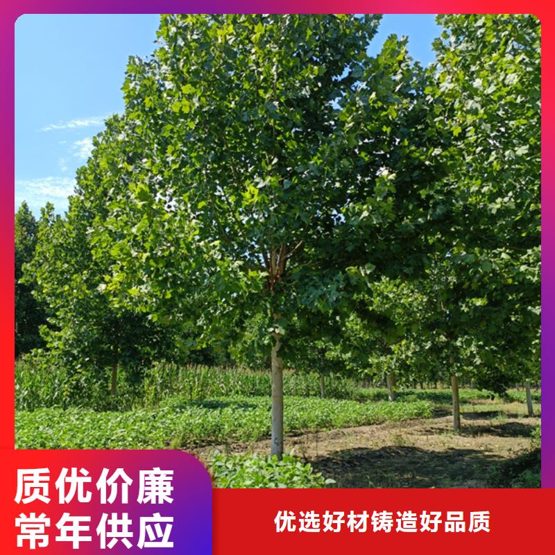 法桐 金叶复叶槭价格实惠