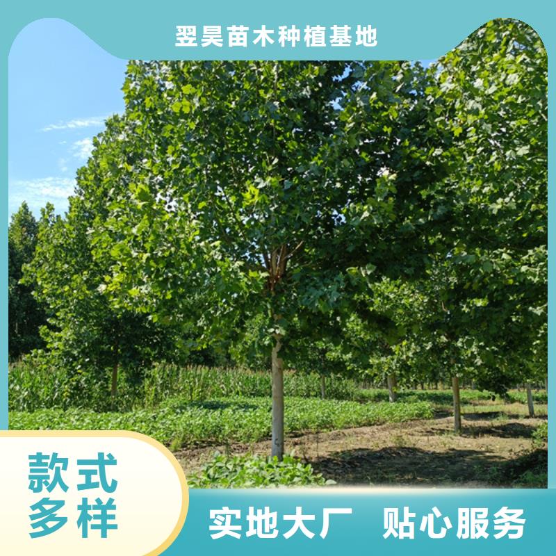 法桐五角楓批發(fā)貨源