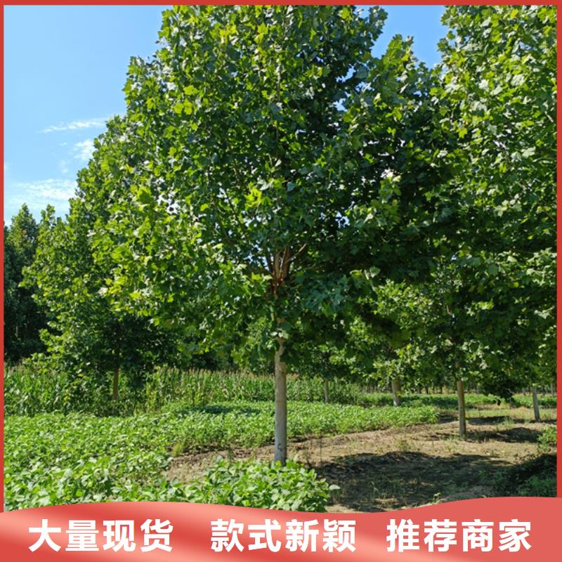  法桐品質(zhì)無所畏懼