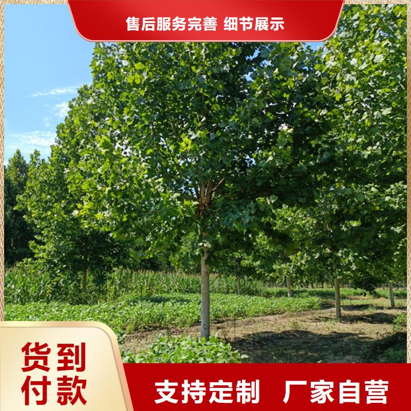 法桐原生冠法桐多家仓库发货