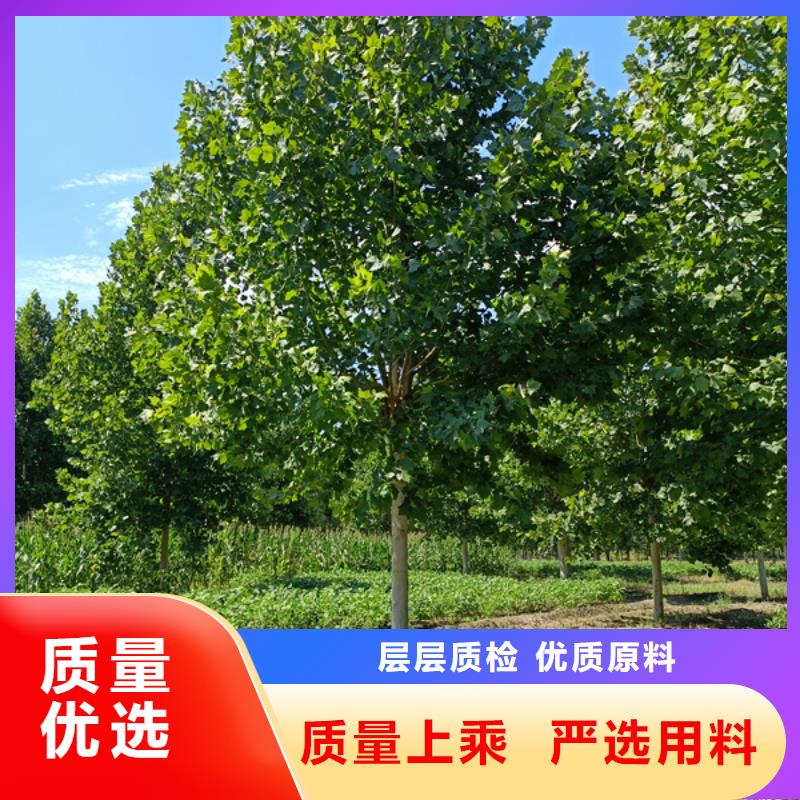 【法桐白蠟專注細(xì)節(jié)專注品質(zhì)】
