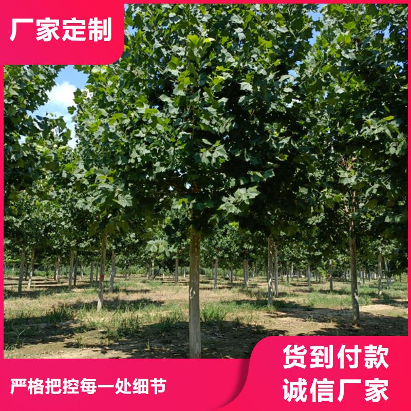  法桐一對(duì)一為您服務(wù)