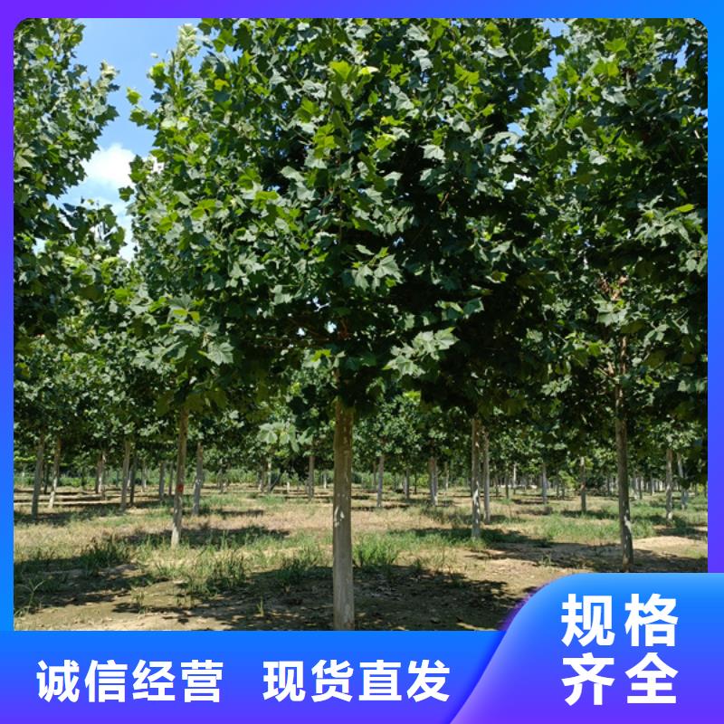 法桐_金葉槐24小時下單發(fā)貨