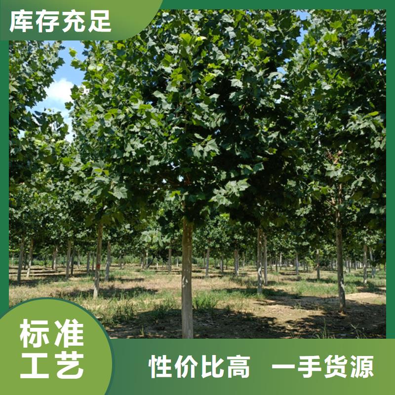 法桐國槐制造廠家