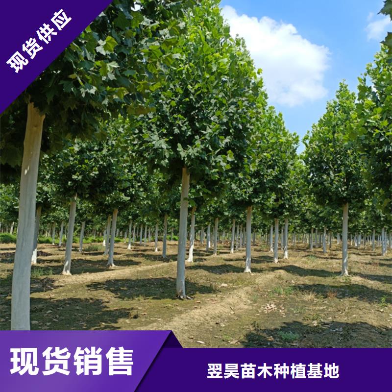 法桐_【國(guó)槐】好貨直供
