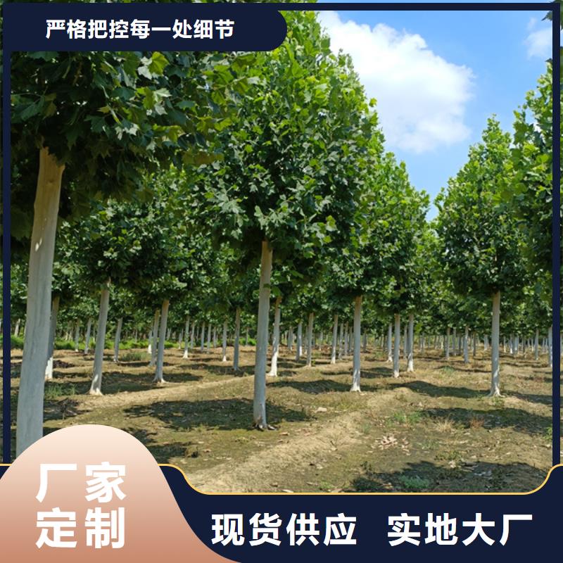  法桐正规厂家