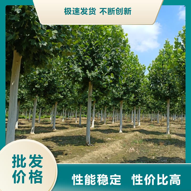 法桐白蠟廠家案例