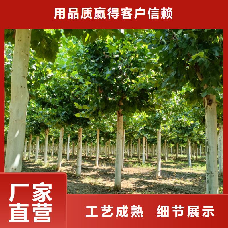法桐櫻花品牌企業(yè)