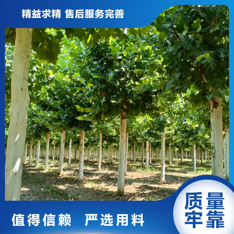 法桐金葉復葉槭質(zhì)量優(yōu)價格低
