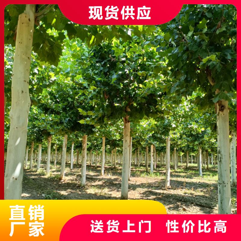 法桐,原生冠法桐厂家精选