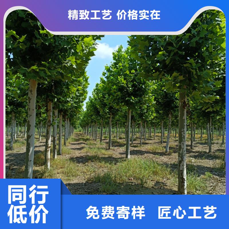 法桐 黃金槐滿足您多種采購需求