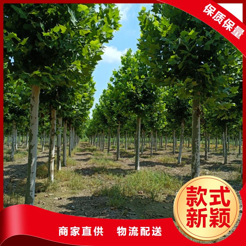 法桐炫麗海棠源頭廠家