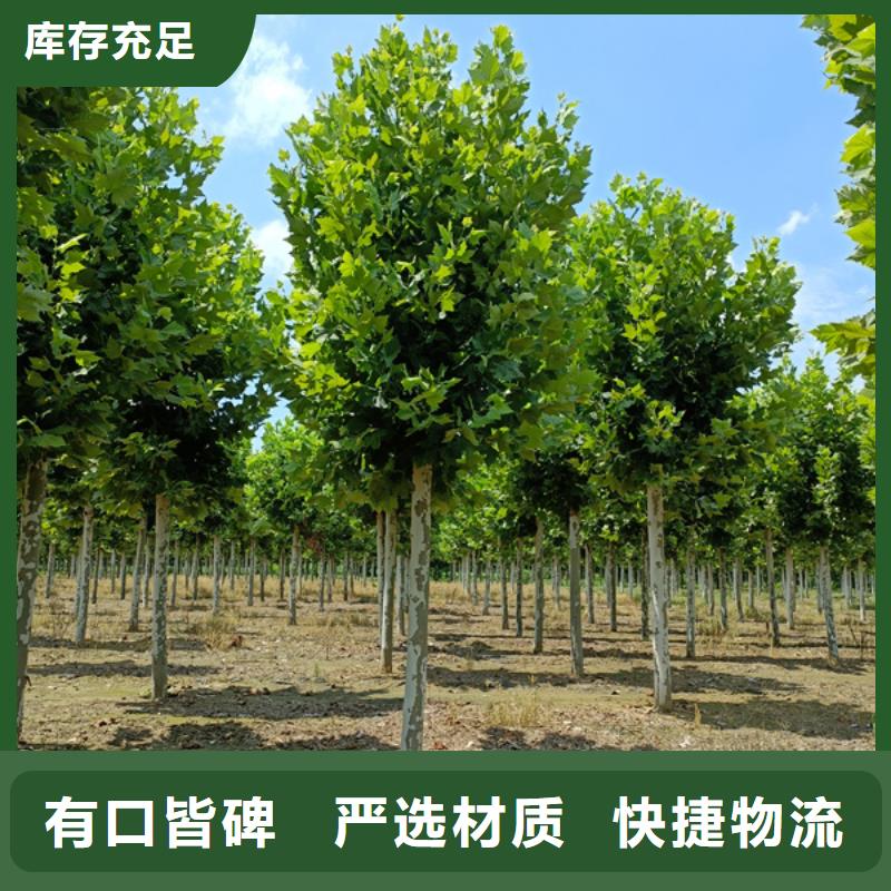 法桐【國(guó)槐】工廠(chǎng)直營(yíng)