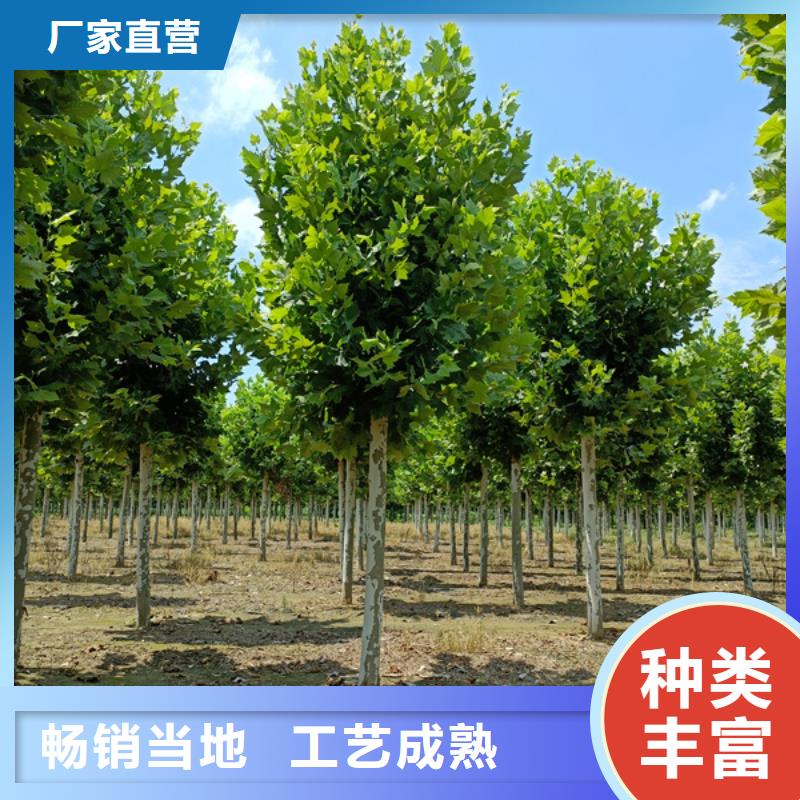 法桐-北京欒質(zhì)量安心