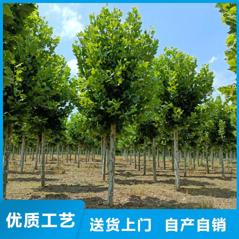 法桐【國(guó)槐】工廠(chǎng)直營(yíng)