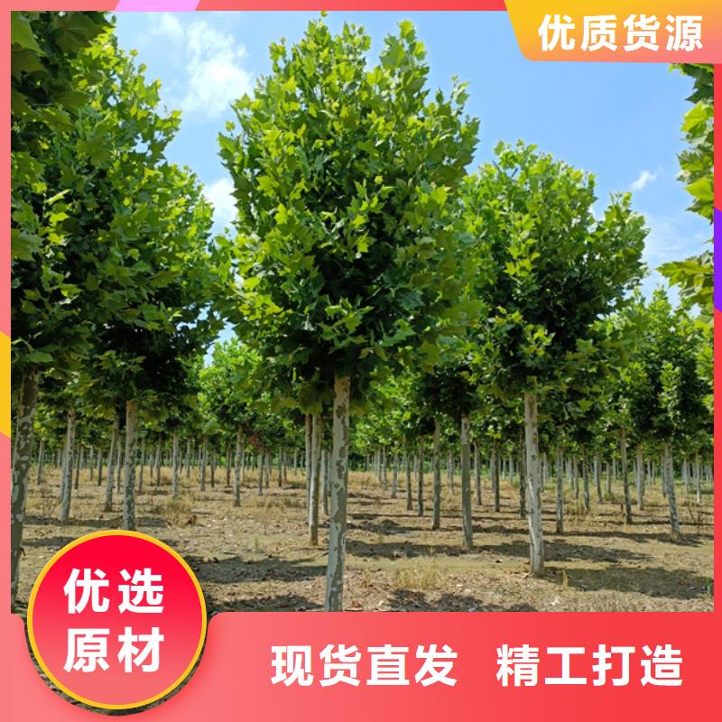  法桐用心制造