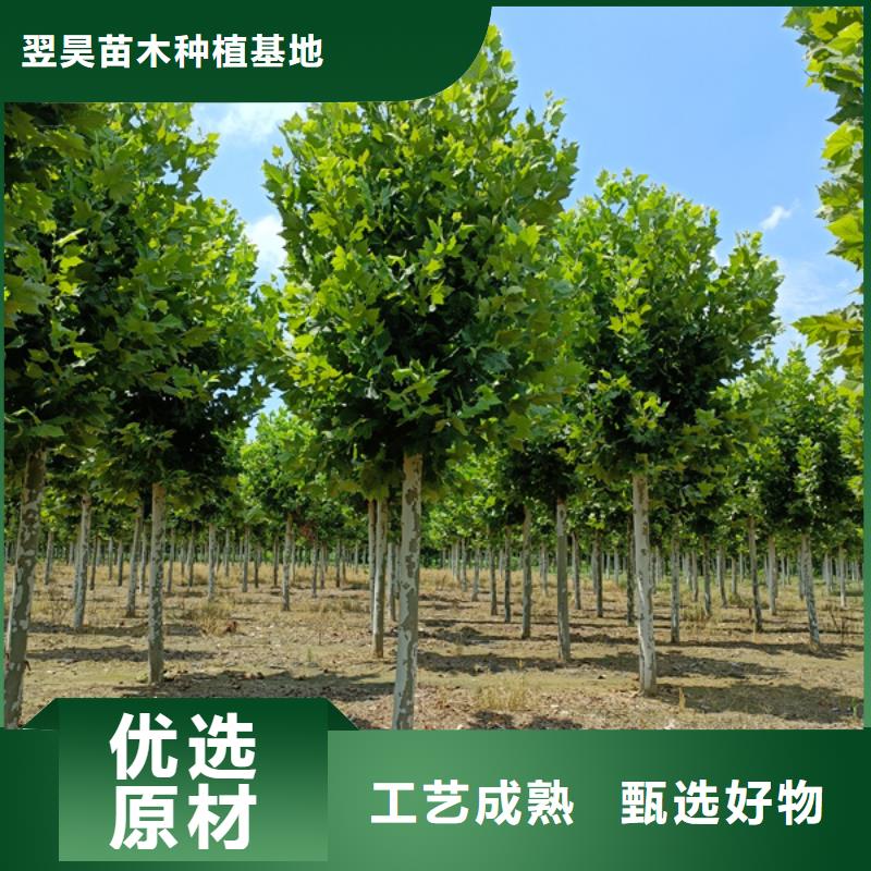 法桐【國(guó)槐】工廠(chǎng)直營(yíng)