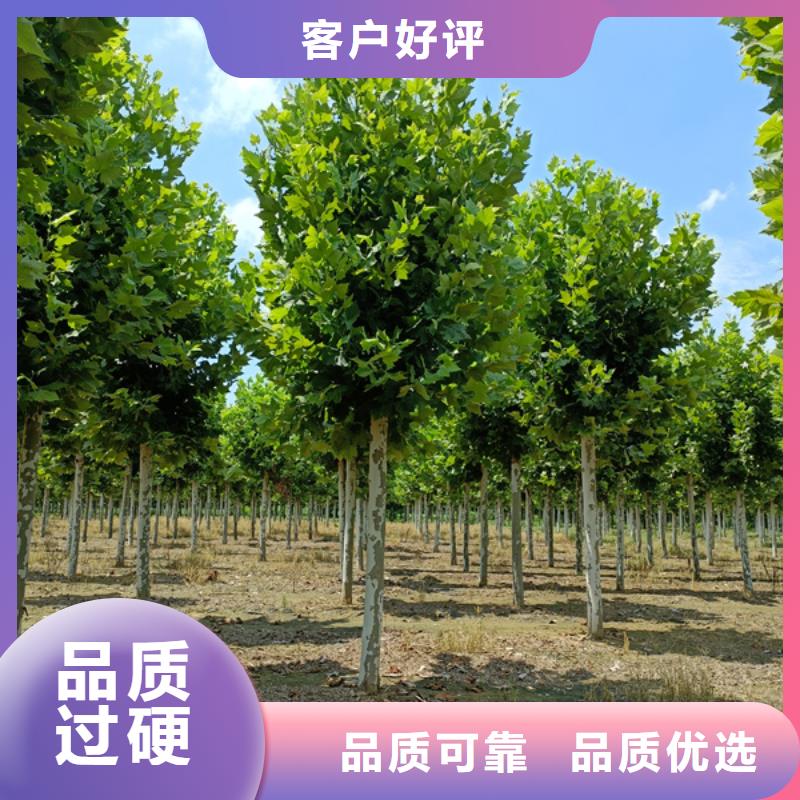 法桐國槐檢驗(yàn)發(fā)貨