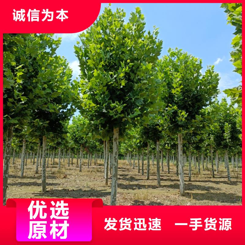 法桐國槐檢驗(yàn)發(fā)貨