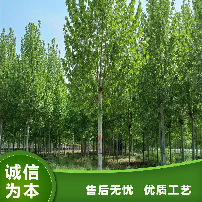 法桐金葉復(fù)葉槭質(zhì)量優(yōu)價(jià)格低
