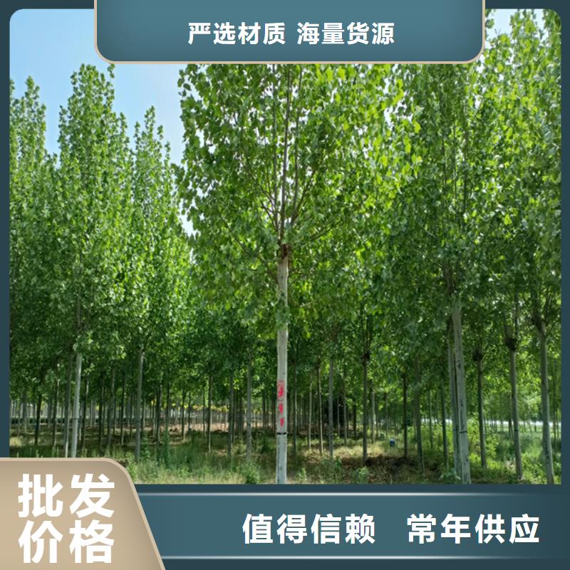 法桐國槐檢驗(yàn)發(fā)貨