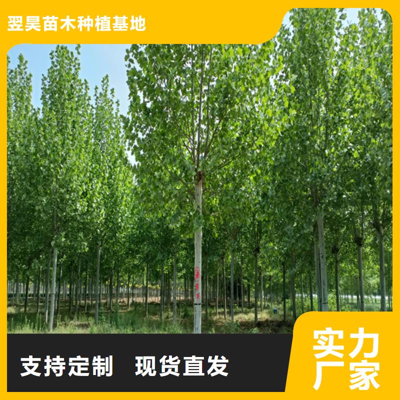 法桐用心制造
