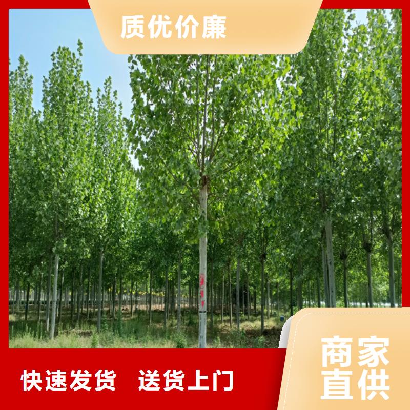 法桐國槐檢驗(yàn)發(fā)貨