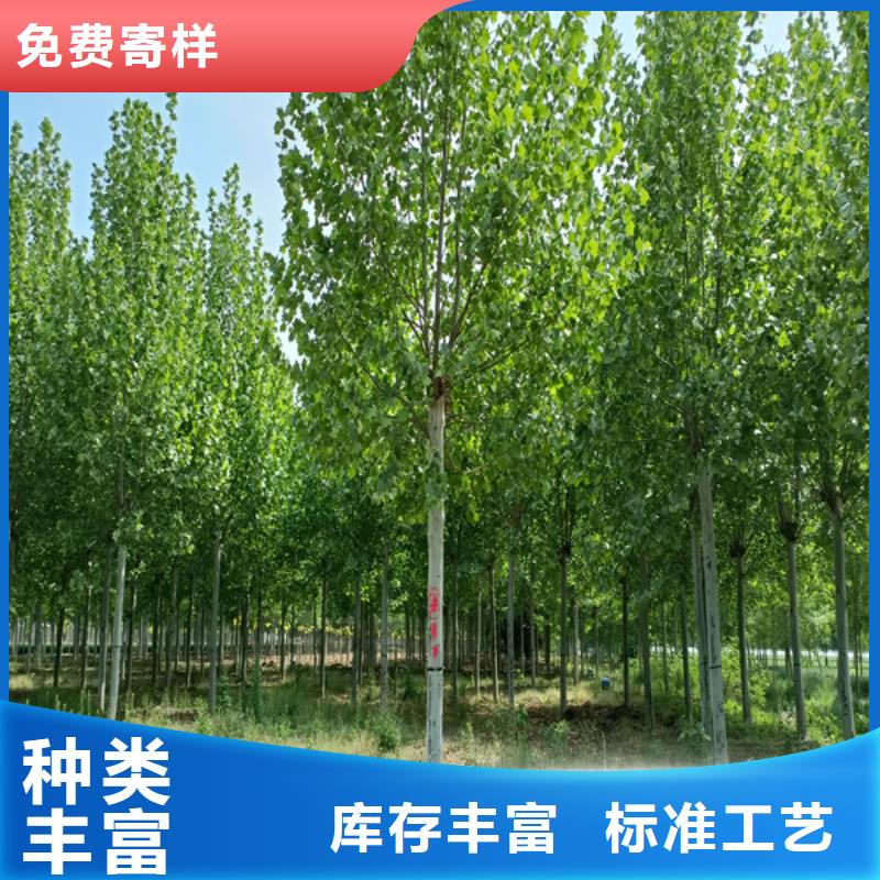 法桐炫麗海棠源頭廠家