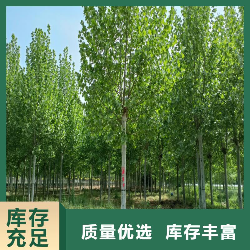 法桐金葉復(fù)葉槭質(zhì)量優(yōu)價(jià)格低