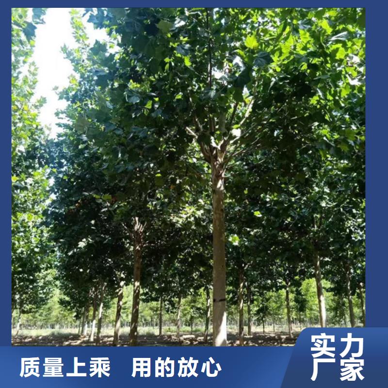 法桐【國(guó)槐】工廠(chǎng)直營(yíng)