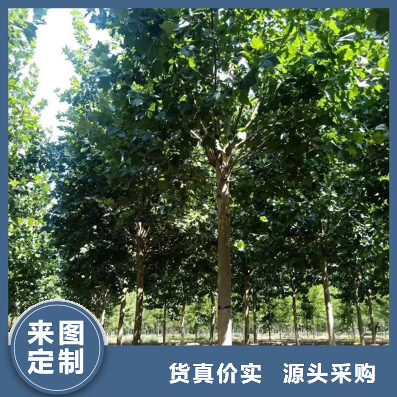 法桐五角枫批发货源