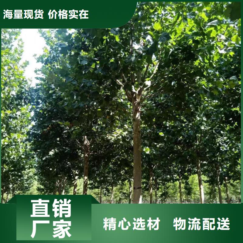 法桐炫麗海棠源頭廠家