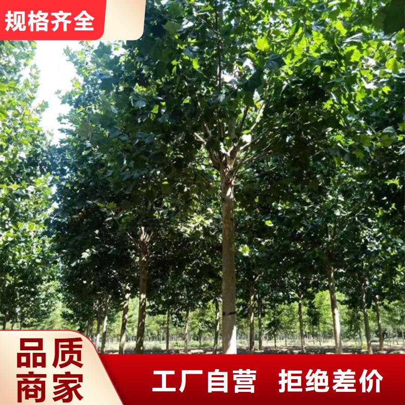 法桐炫麗海棠源頭廠家