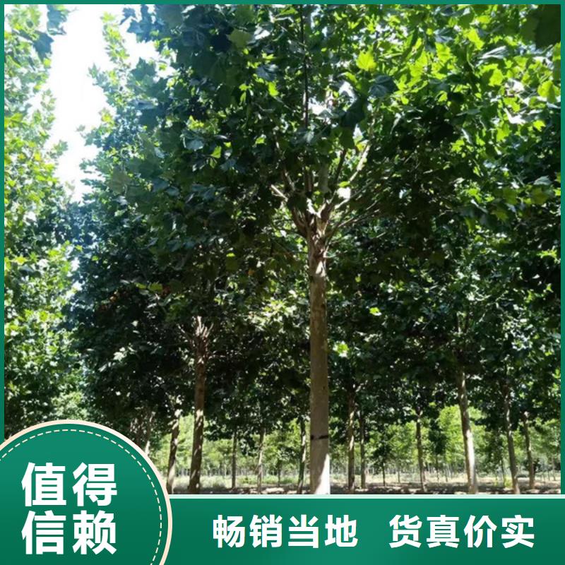 法桐金葉復(fù)葉槭質(zhì)量優(yōu)價(jià)格低