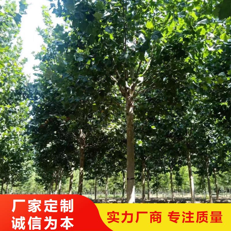 【法桐】 金葉白蠟一站式采購方便省心