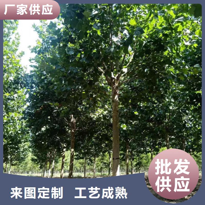 法桐【國(guó)槐】工廠(chǎng)直營(yíng)