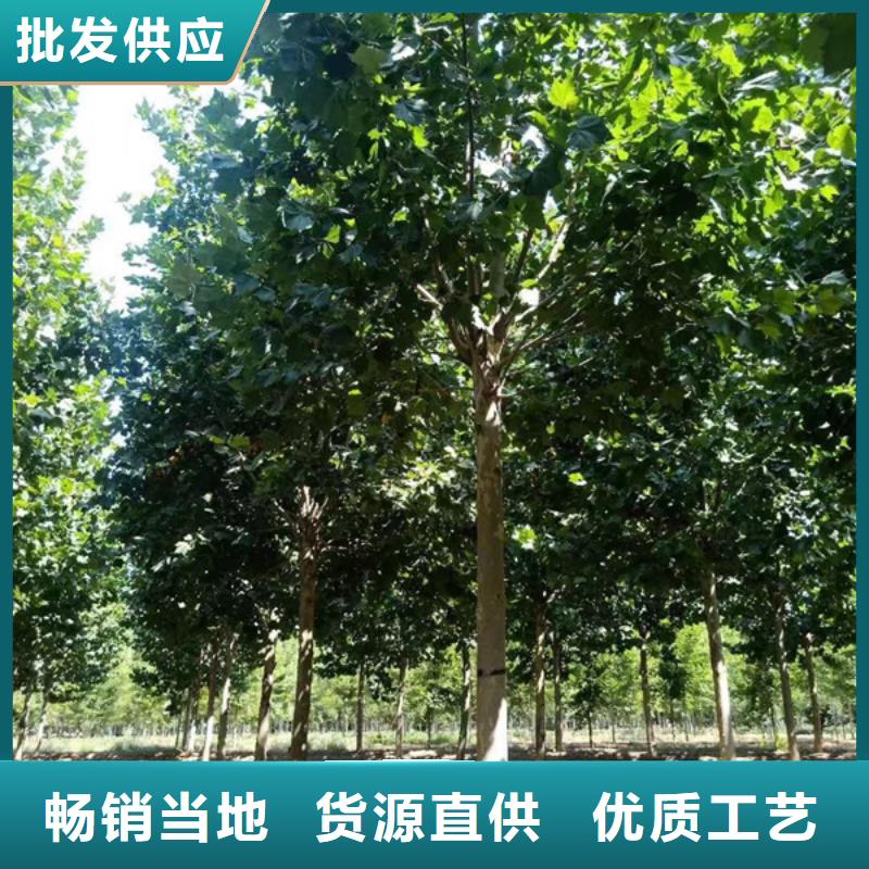 法桐國槐檢驗(yàn)發(fā)貨
